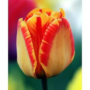  Darwin Hybrid Tulip Banja Luca 10 Bulbs   Strong Grower 