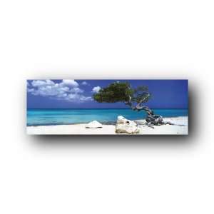  Divi Divi Tree Door Poster Paradise 21x36 Ocean DP18607 