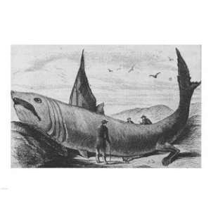 Pivot Publishing   B PPBPVP1552 Basking Shark Harpers Weekly October 