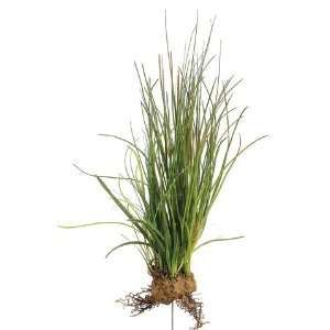  18 Beach Grass Plant W/Roots Green (Pack of 6): Pet 