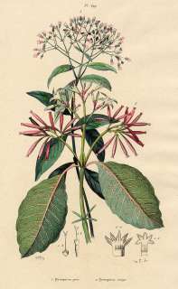 Histoire Naturelle Botanique Fleur Quinquina Gris Rouge   Gravure 19e 