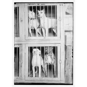   rat dogs in cage,four dogs,two cages,Bain News Service