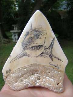 Scrimshaw Pacific Megalodon Shark Tooth Fossil Teeth !  