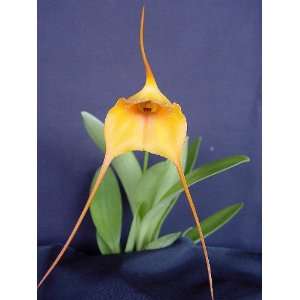  Lovely Masdevallia Maui Gold hybrid orchid Blooming Size 