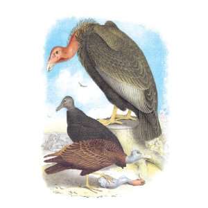 California Condor, Turkey Buzzard, and Carrion Crow 24X36 Giclee Paper 
