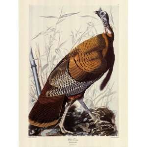  Wild Turkey by John Woodhouse Audubon 20x27 Kitchen 
