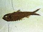 DISPLAY SLAB WITH A LARGE EOCENE FISH (KNIGHTIA) #312  