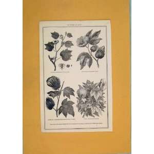  Cotton Plant Tree Shrub Flower Antique Print Fine Art 