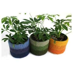 Papaver Vert Plant Cozy w Stripes 