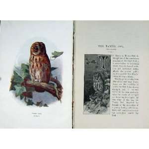   : 1901 Swaysland Wild Birds Tawny Brown Owl Thorburn: Home & Kitchen