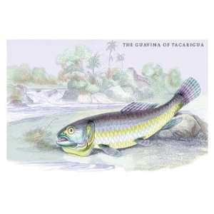  The Gavina of Tacarigua 12x18 Giclee on canvas: Home 