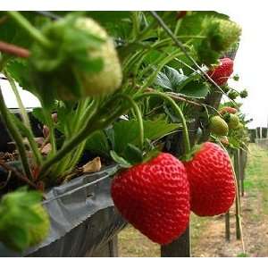  Eversweet Everbearing Strawberry Seed Pack Patio, Lawn & Garden