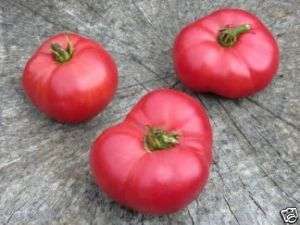 BRIMMER PINK TOMATO 25 SEEDS GRAND PRIZE WINNER IN 1907  