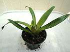 Bromeliads Bromeliad Vriesea Sucrei x Little Chief items in 