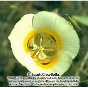  Calochortus Superbus   10 bulbs   4+ cm: Patio, Lawn 