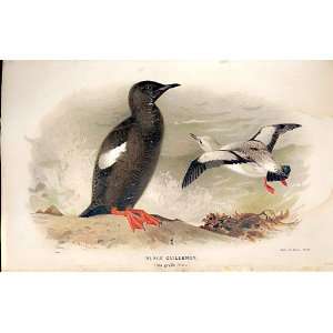  Black Guillemot Lilfords Birds 1885 97 By A Thorburn