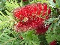 Callistemon CAPTAIN COOK DWARF RED BOTTLEBRUSH Seeds  