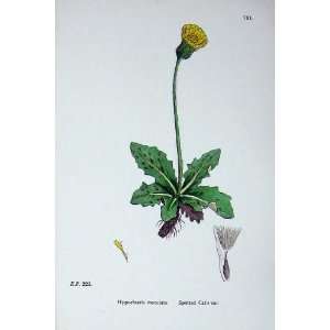  Spotted CatS Ear Sowerby Plants C1902 Hypochoeris
