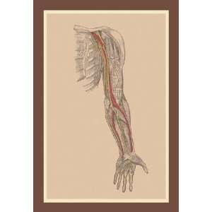  The Spinal Nerves 20x30 poster: Home & Kitchen