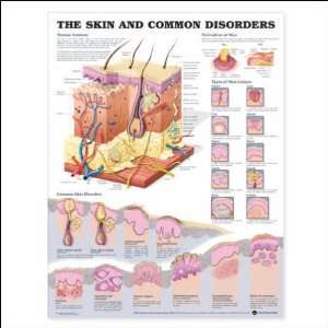  The Skin and Common Disorders Anatomical Chart 20 X 26 