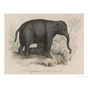 Female Indian Elephant Suckling Her Young Animals Giclee 