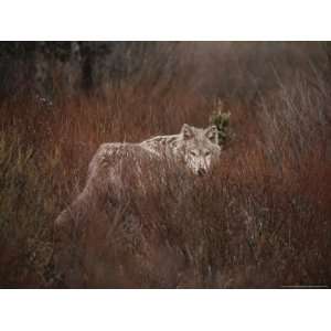  Red Grasses Partially Obscure a Gray Wolf, Canis Lupus 