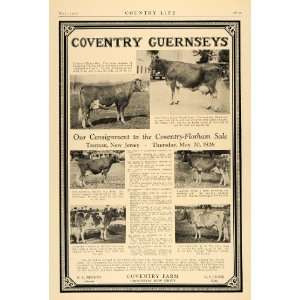   Guernsey Florham Theda Bara Cows   Original Print Ad