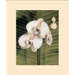  Orchid With Palm II Poster Print