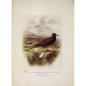  Artic Richardsons Skua Bird Colour Antique Old Print