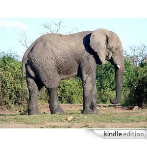 Elephant   Animal Kingdom App Book Shop  Kindle Store