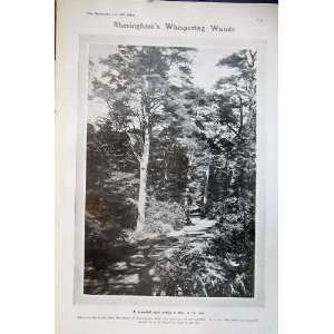  1906 SheringhamS Whispering Woods Trees Mr Upcher