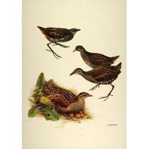  1984 Print Corncrake Nest Eggs Crakes J. F. Lansdowne 