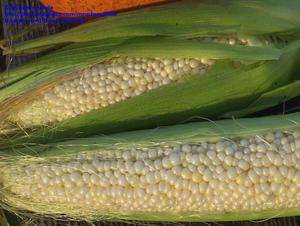 Shoepeg (Country Gentleman)  30+ Corn Seeds Heirloom, Open Pollinated 