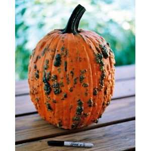  Bunch O Warts Pumpkin 10 Seeds   Easy to Carve Patio 