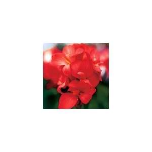  Canna Tropical Red Seeds Patio, Lawn & Garden
