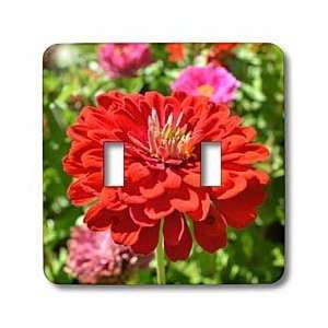 Patricia Sanders Flowers   Red Zinnia Flower Flower Photography 