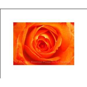  Giclee Print Orange Rose Flower Home Decor 8 x 10