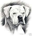 WHITE BOXER Dog Drawing ART 5 X 7 Print Signed DJR