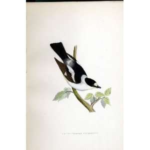    White Collared Flycatcher Bree H/C 1875 Europe