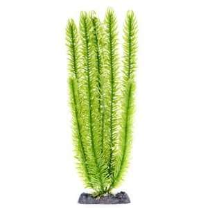    13in Extra Large Club Moss Plant with Heavy Base