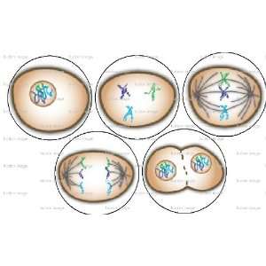  Set of 5 MITOSIS Cell Division Pinback Buttons 1.25 Pins 
