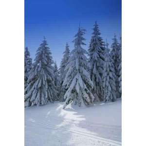  Winterwald Mit Fichten Und Langlaufloipe   Peel and Stick 