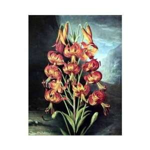  Temple Of Flora The Superb Lily 1805 Poster Print