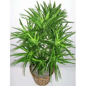  38 Artificial Dracaena Plant (variegated)