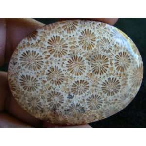   Coral Fossil Flower Agate Oval Cabochon Beautiful  
