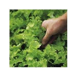  Lettuce Salad Bowl Greens 500+ Seeds By Hinterland Trading 