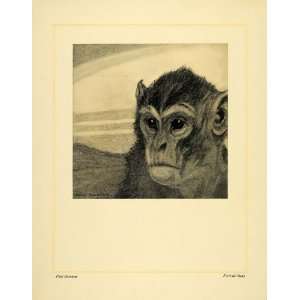 1911 Print Portrait Study Primate Animal Chimpanzee Paul Bransom Art 