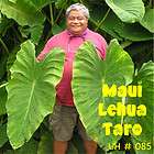 Maui Lehua Kalo TARO for POI Live Colocasia Plant HAWAIIAN ELEPHANT 