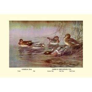   Black poster printed on 20 x 30 stock. European and American Teal Duck