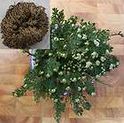 RESURRECTION PLANT Live Rose of Jericho Dinosaur Fern Miracle Air 